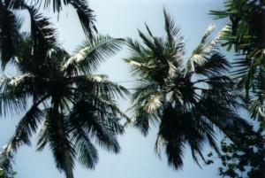 Die Palmen sind meist mit Seilen verbunden - für die "Toddytepper"