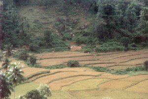 Reisfelder mit singalesische Arbeitern
