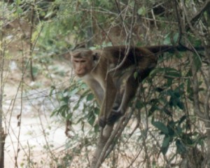 Makakenaffe in der Wildnis